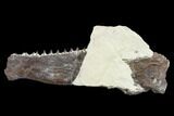 Fossil Fish (Ichthyodectes) Jaw Section - Kansas #114016-2